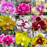 Floricultura Biaflorespb